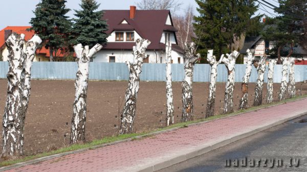 Ministerstwo wyjaśnia kiedy można wyciąć krzewy i drzewa